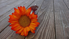 A festive sunflower in the color of the season